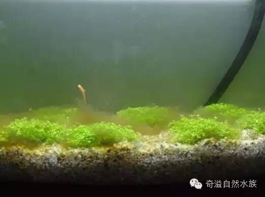 【水族小百科】水草缸中为何会爆发藻类