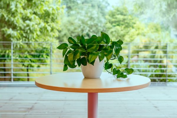 客厅要养绿植可以选这3种，不仅寓意好，还能让家人财运更旺