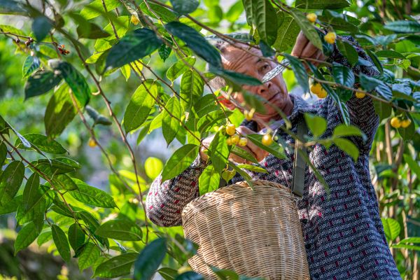 三丫生态农业的担当与坚守：千亩金花茶，助力乡村振兴