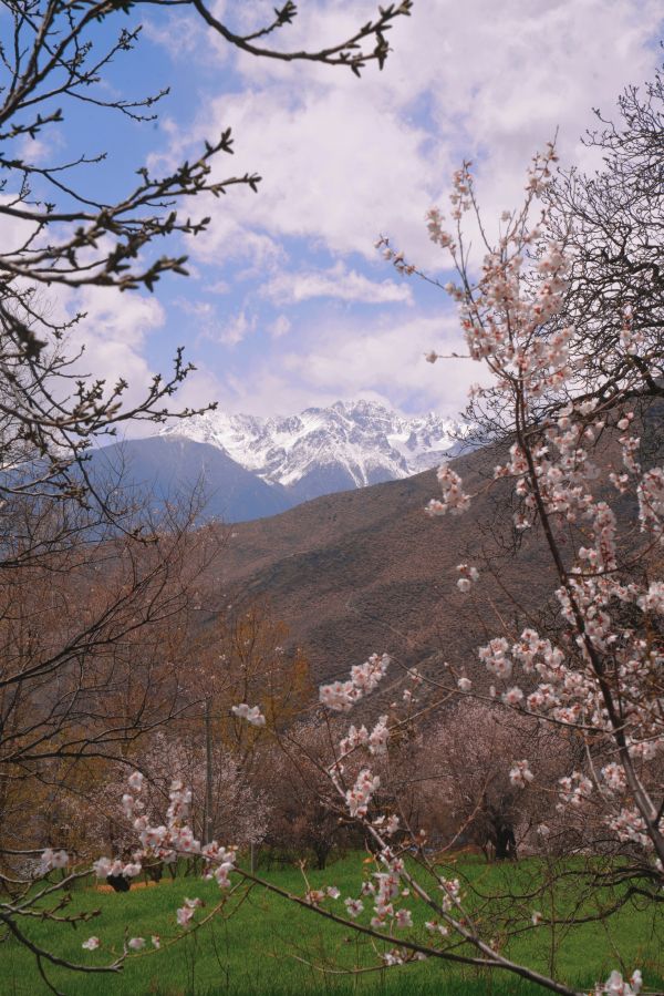 第四届觉龙桃花节开幕，芒康县政府邀你来网红地打卡