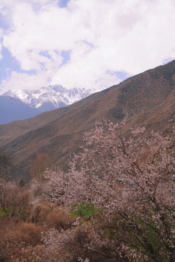 第四届觉龙桃花节开幕，芒康县政府邀你来网红地打卡