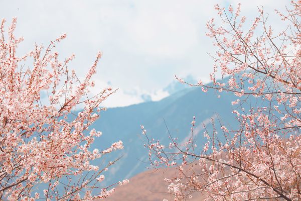 第四届觉龙桃花节开幕，芒康县政府邀你来网红地打卡