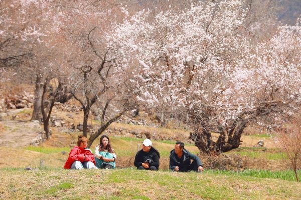 第四届觉龙桃花节开幕，芒康县政府邀你来网红地打卡