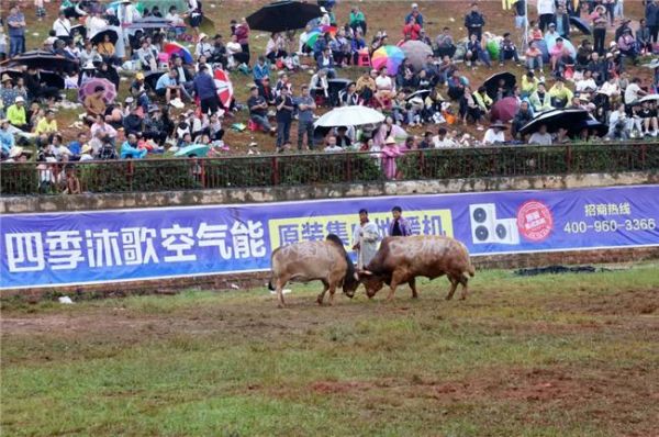 “牛打架”火出圈！四季沐歌牛王一战成名