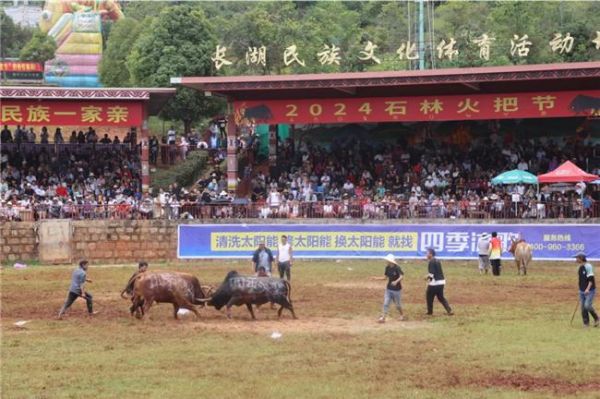 “牛打架”火出圈！四季沐歌牛王一战成名