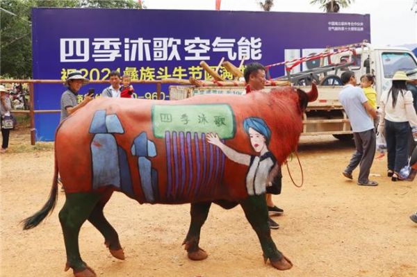 “牛打架”火出圈！四季沐歌牛王一战成名