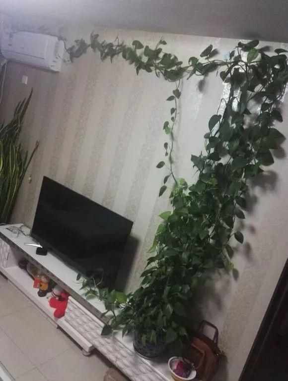 客厅植物过多