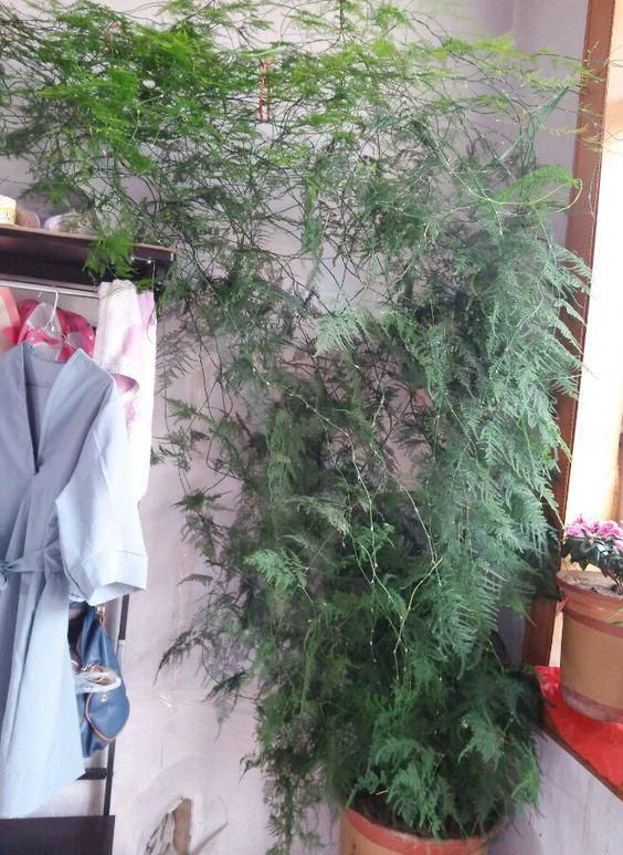 客厅适量植物