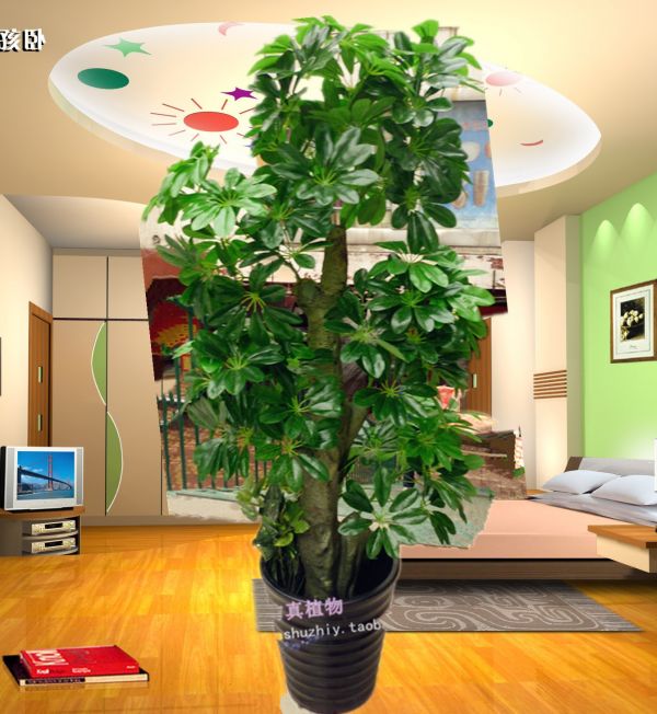 客厅植物摆放风水 由于"桔"和"吉"谐音,所以盆栽柑桔便成为春节时家庭